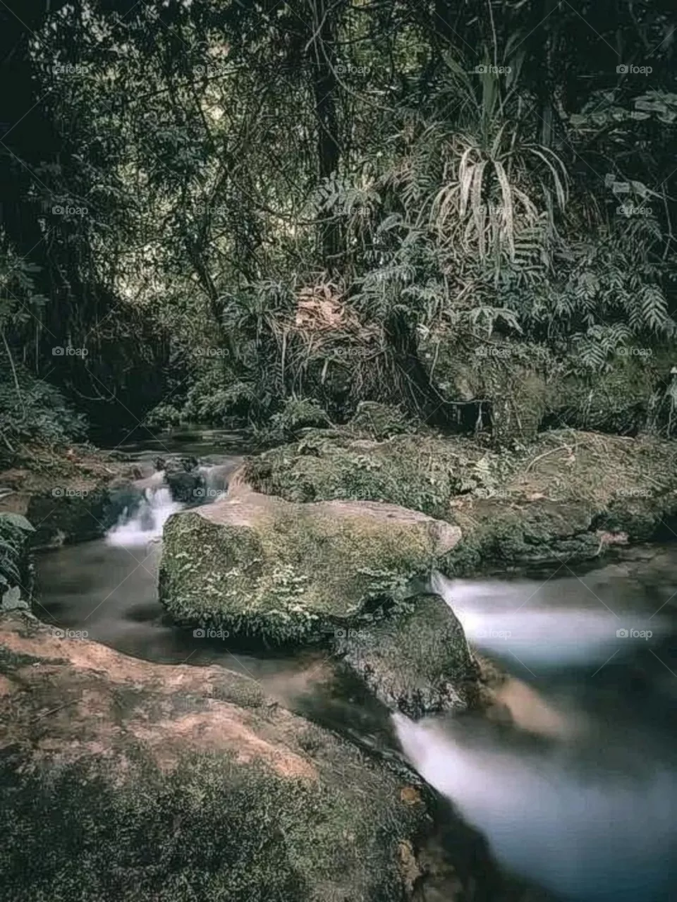 A most beautiful and attractive view in the forest.