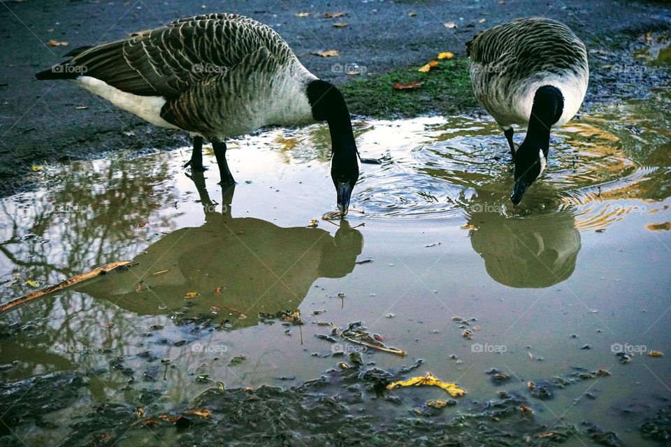 Two ducks drinking from a puddle of water and ignoring the huge lake behind them ?!?! 