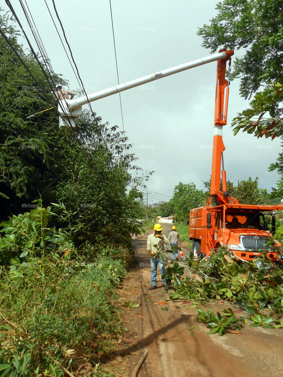 Cutting Bamboo