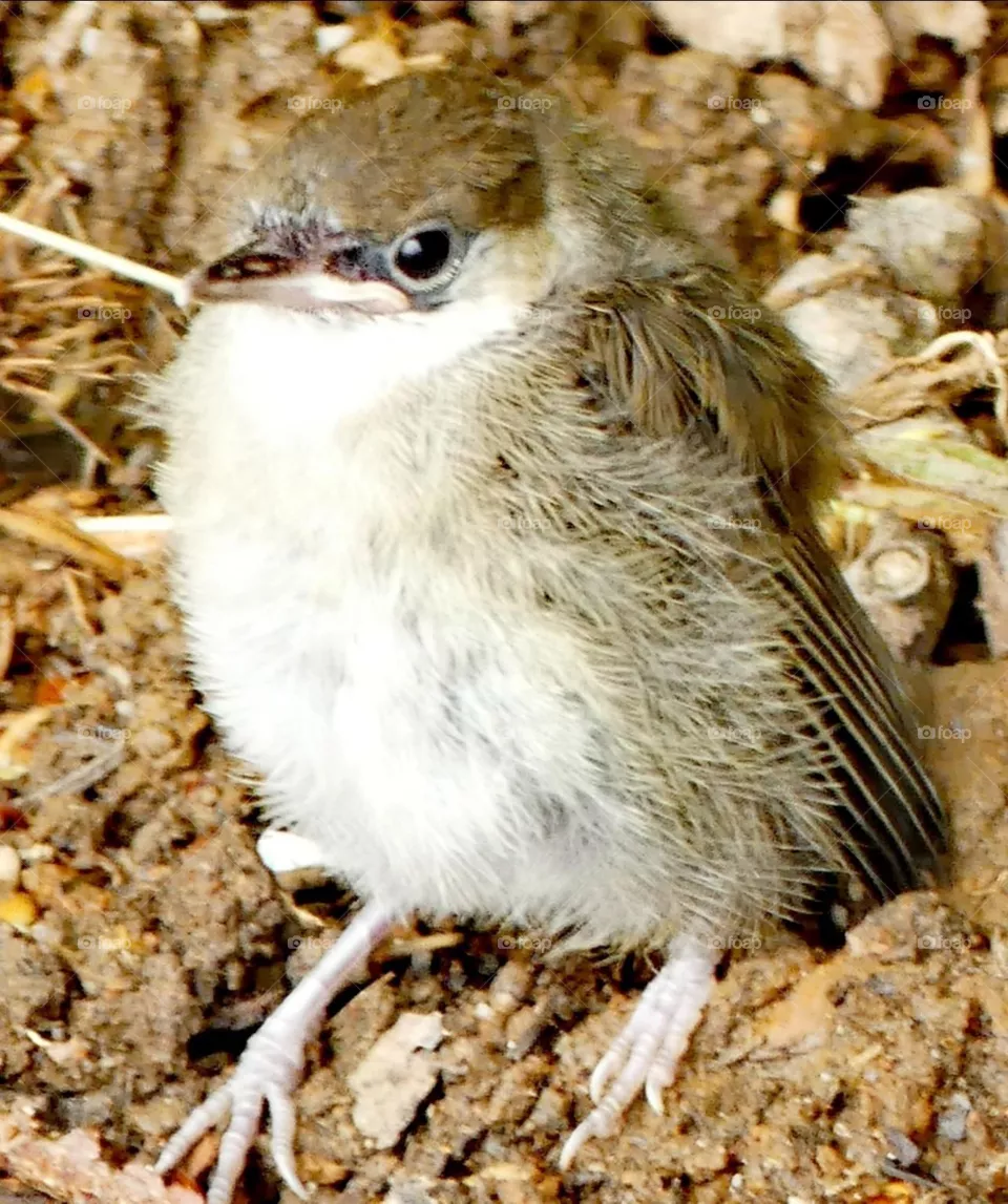 Cute bird