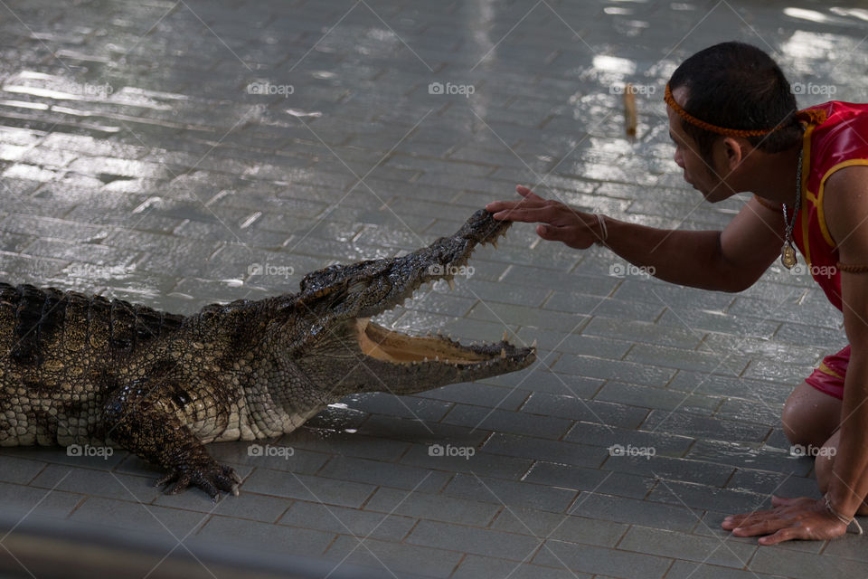 Reptile, Water, One, People, Crocodile