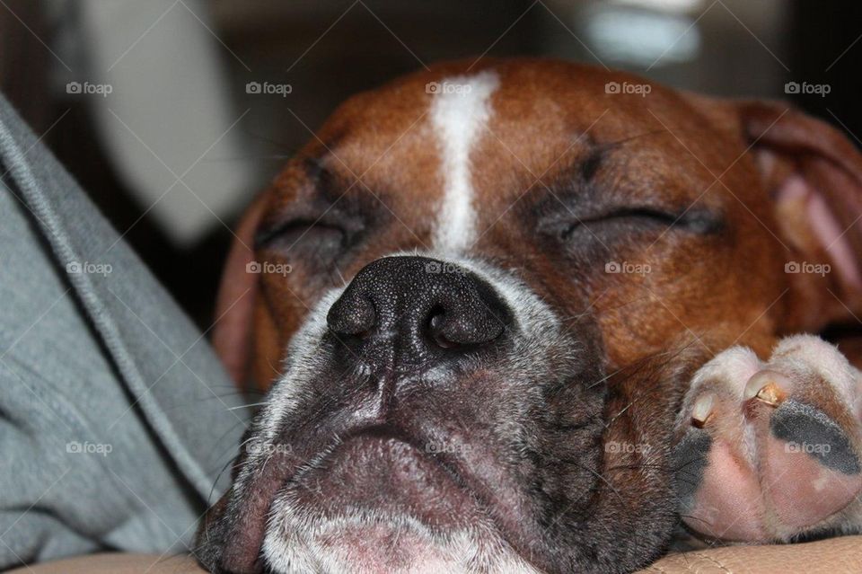 Sleepy Boxer pup