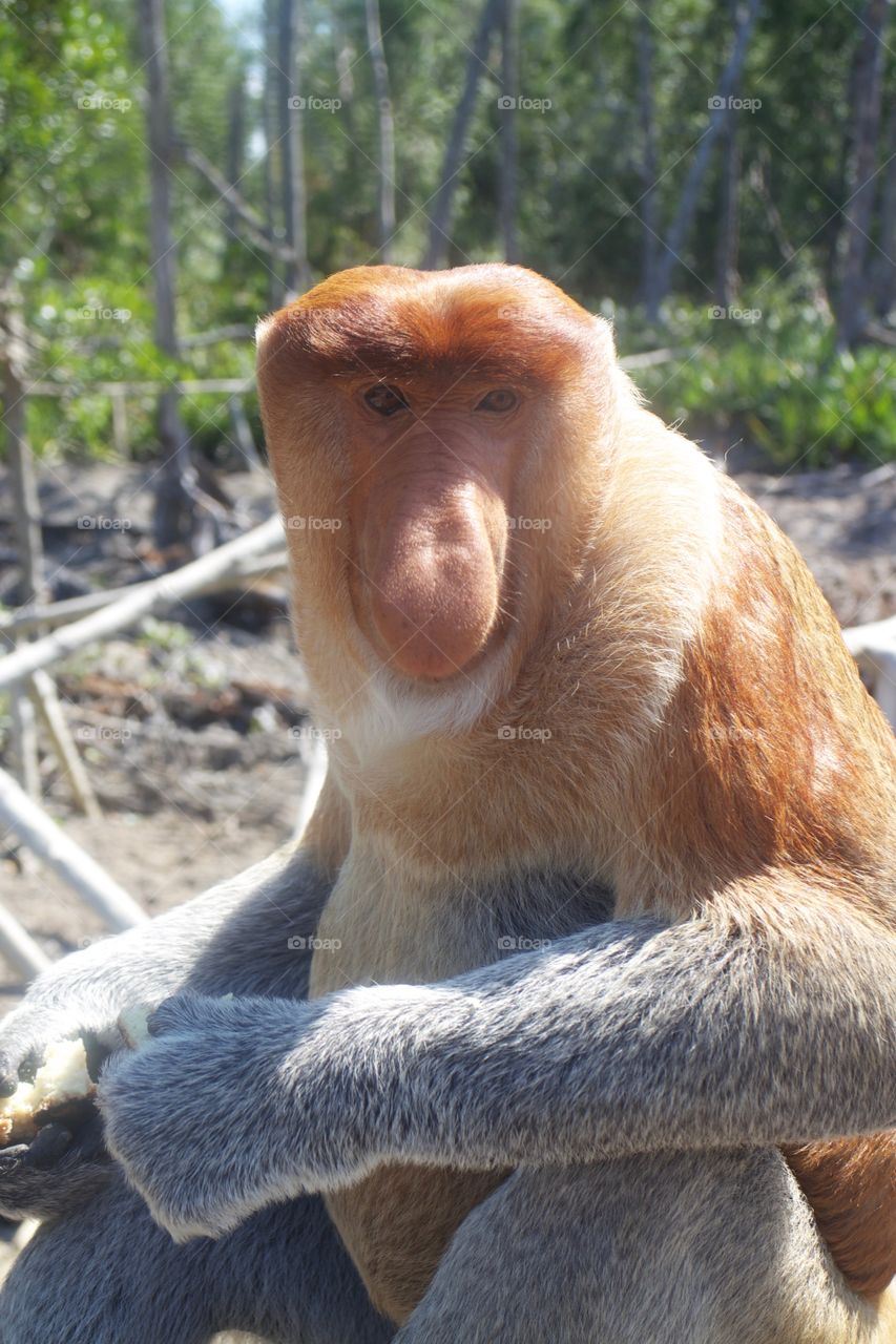 Proboscis monkey 