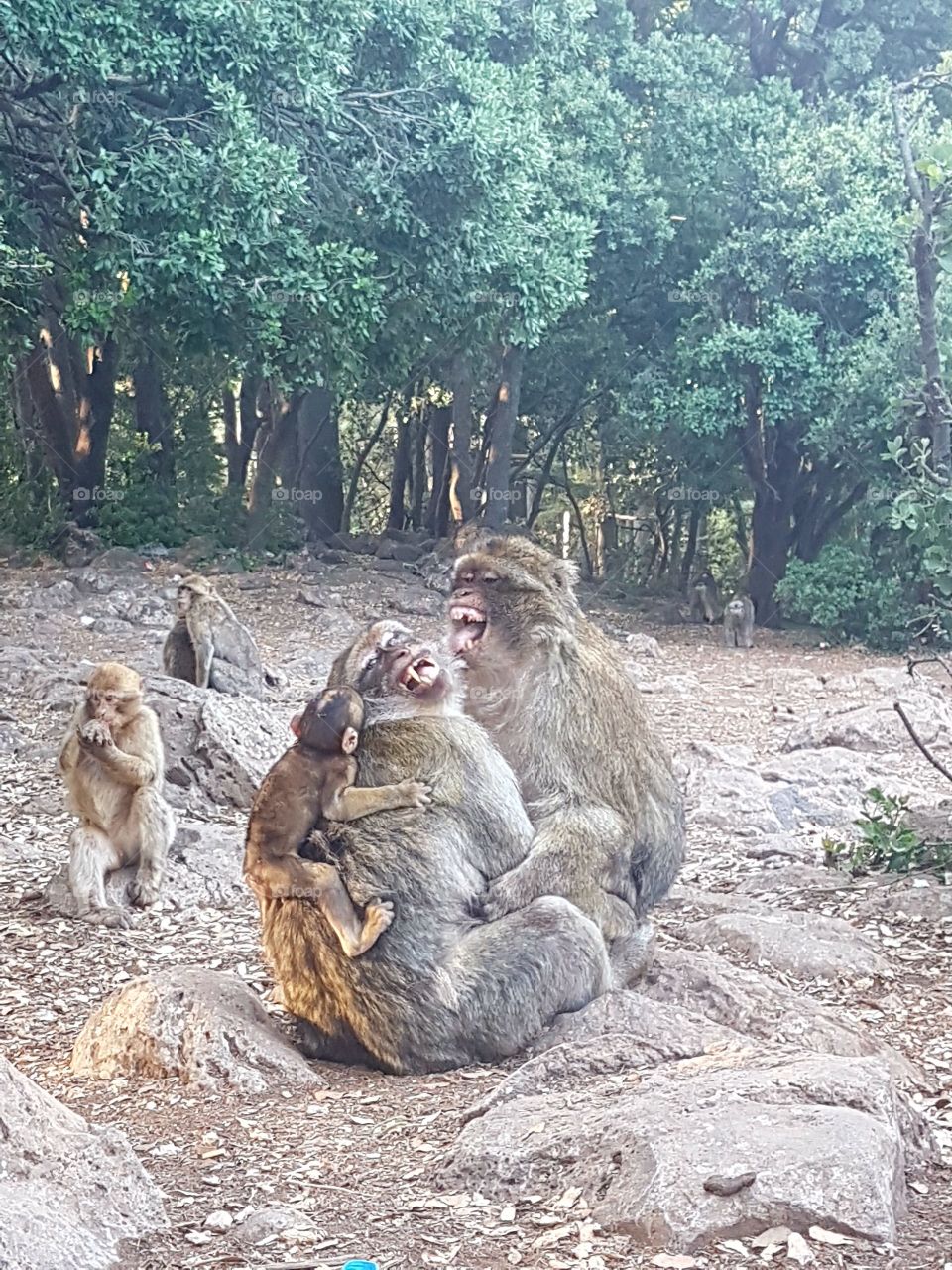 Funny family of the monkeys