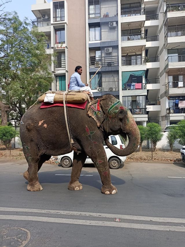 Eliphant