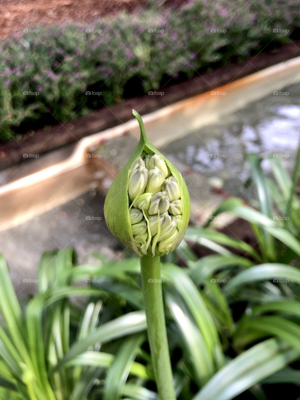 Purple garden lilies by water feature 