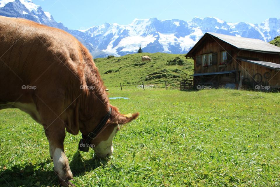 Cow grazing in Switzerland 