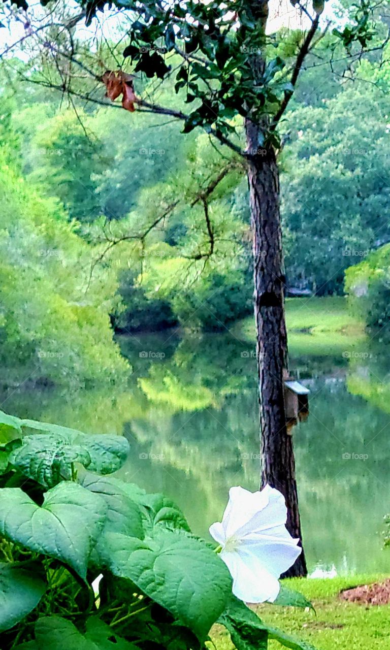 trees reflecting in the lake moon flower in bloom summer