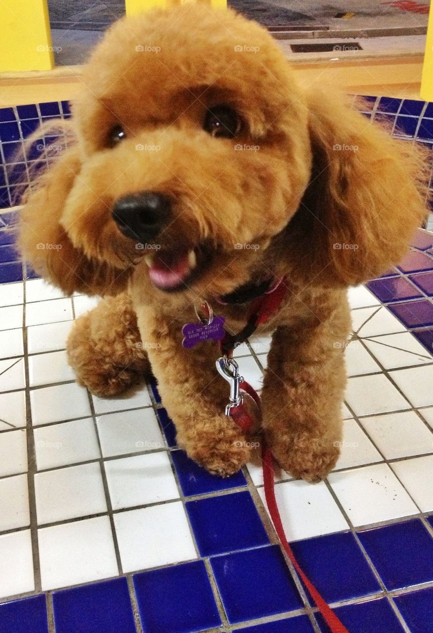 Cute little fluffy toy poodle