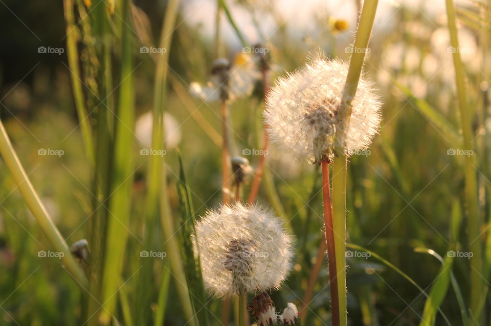 Flowers