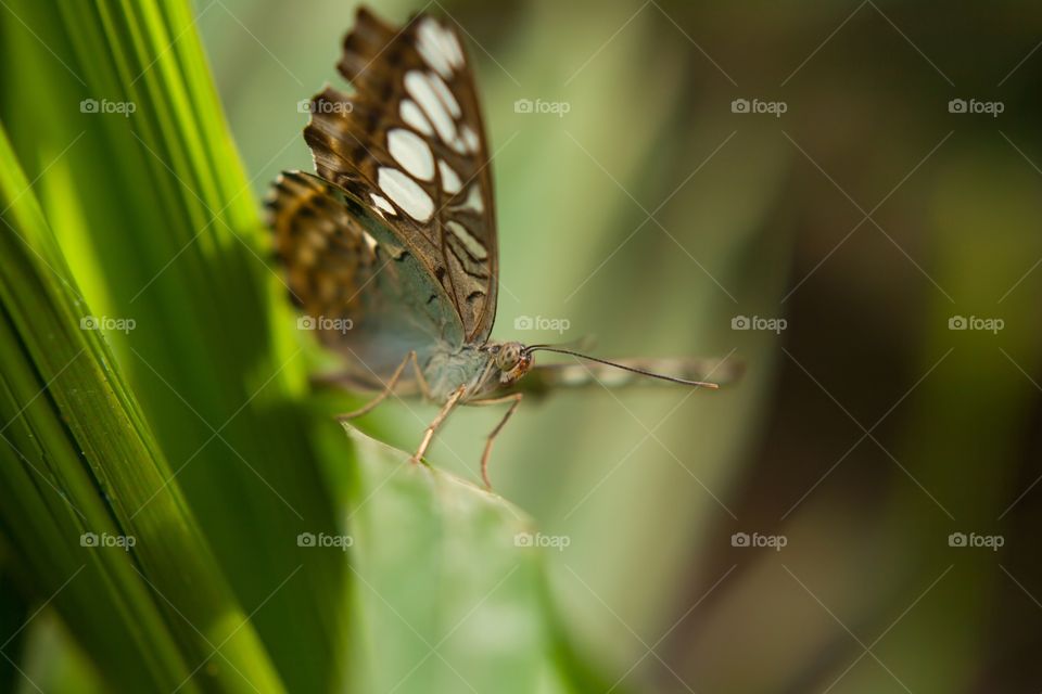 Butterfly gracious creatures 