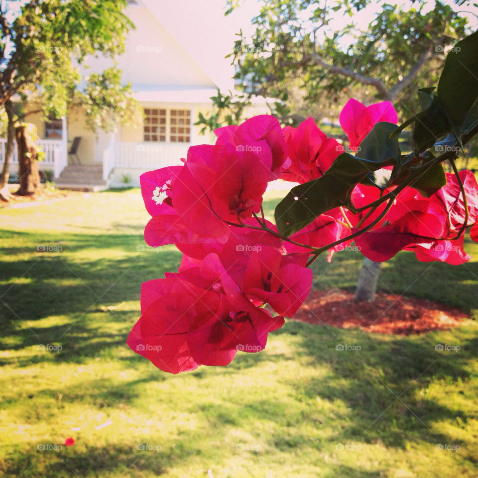 Garden, Flower, Flora, Nature, Leaf
