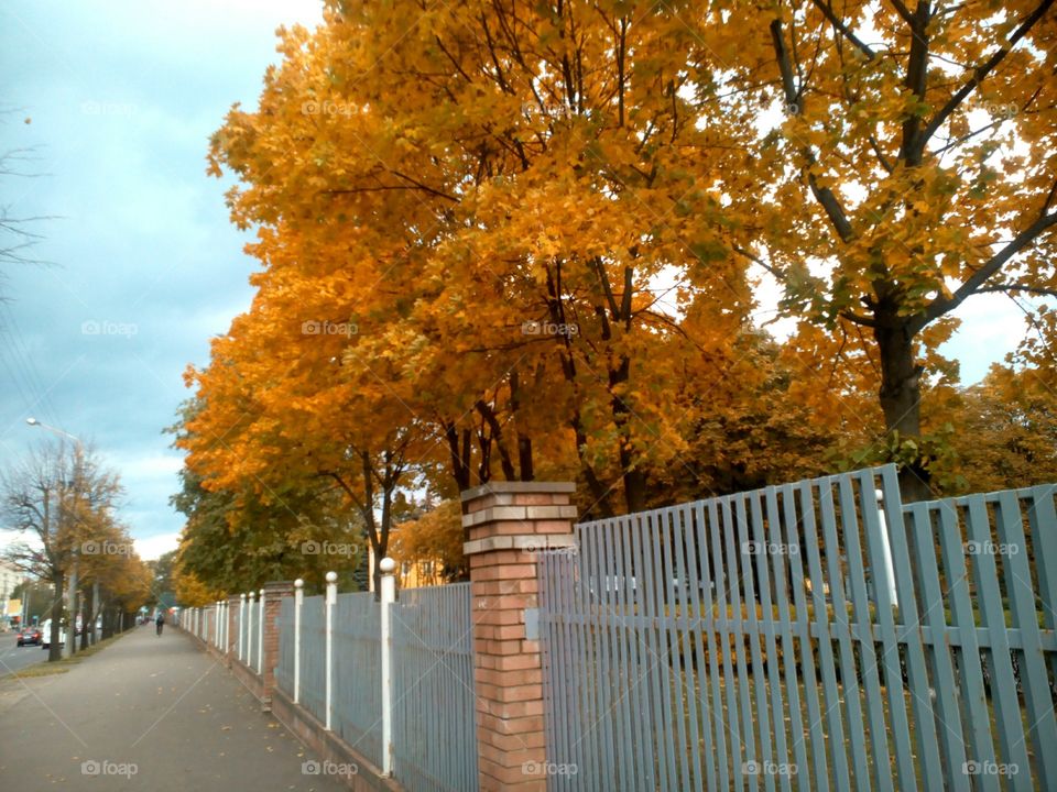 Fall, Tree, Wood, Leaf, Landscape