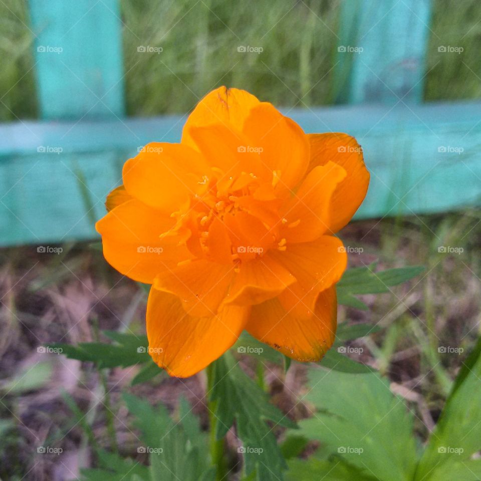 flower