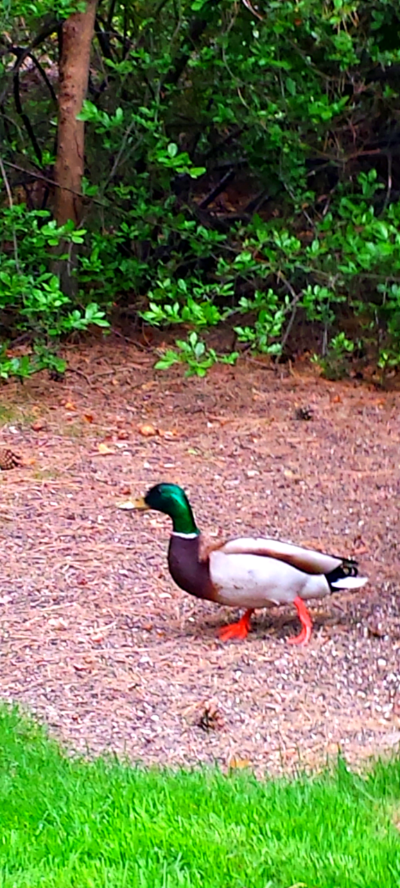 Mallard Duck
