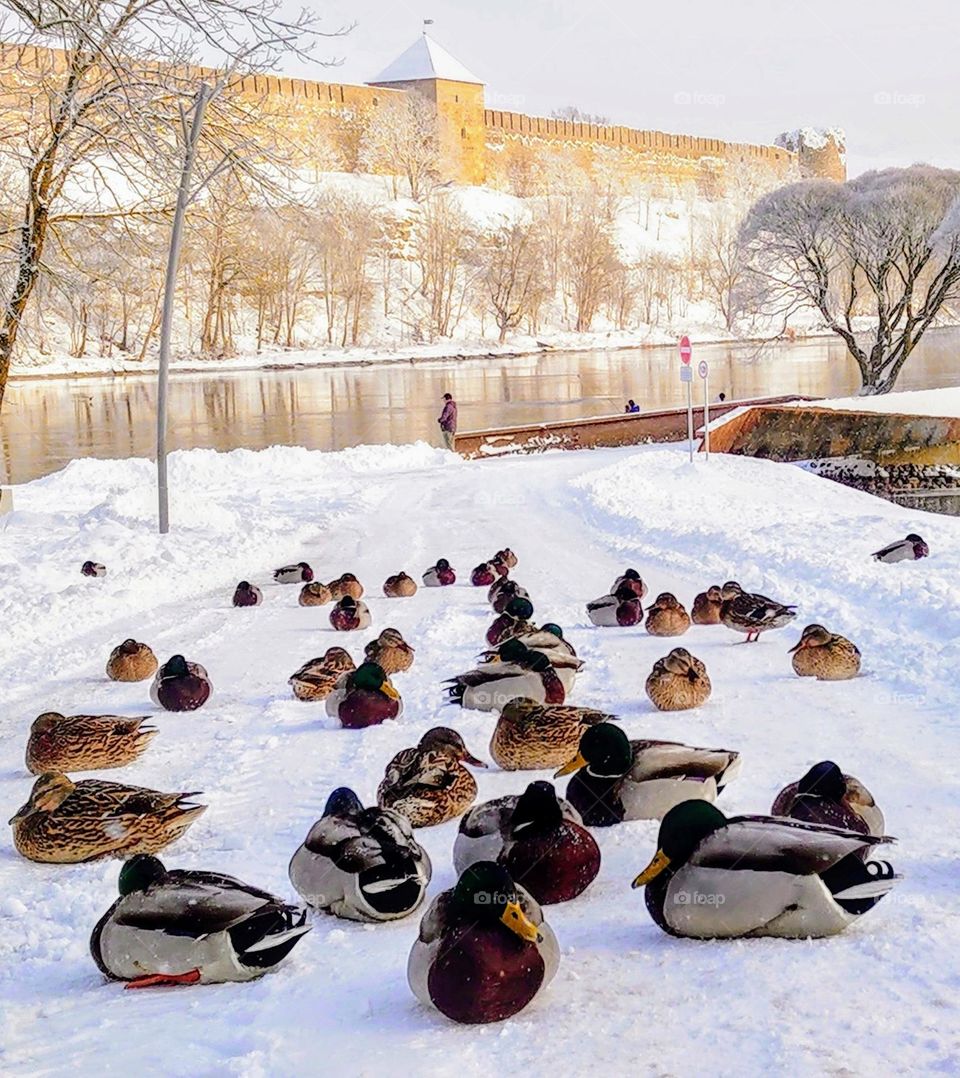 Ducks🦆 Winter 🦆❄️ Landscape 🦆❄️