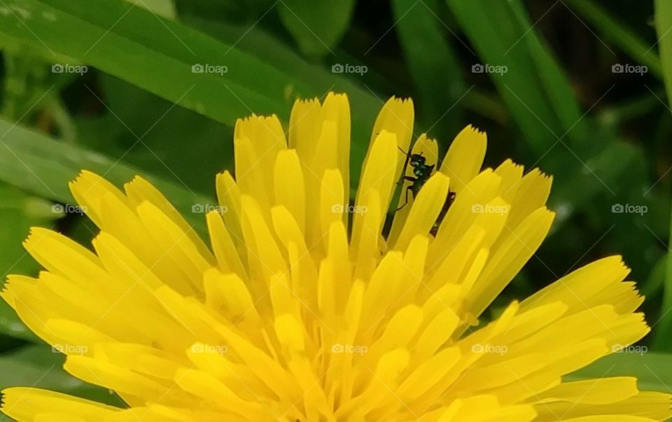 insect on dandelion petals