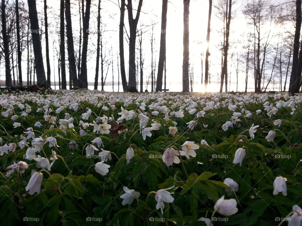 Forest of spring flowers