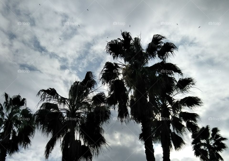 Cloudy Day Palm Trees