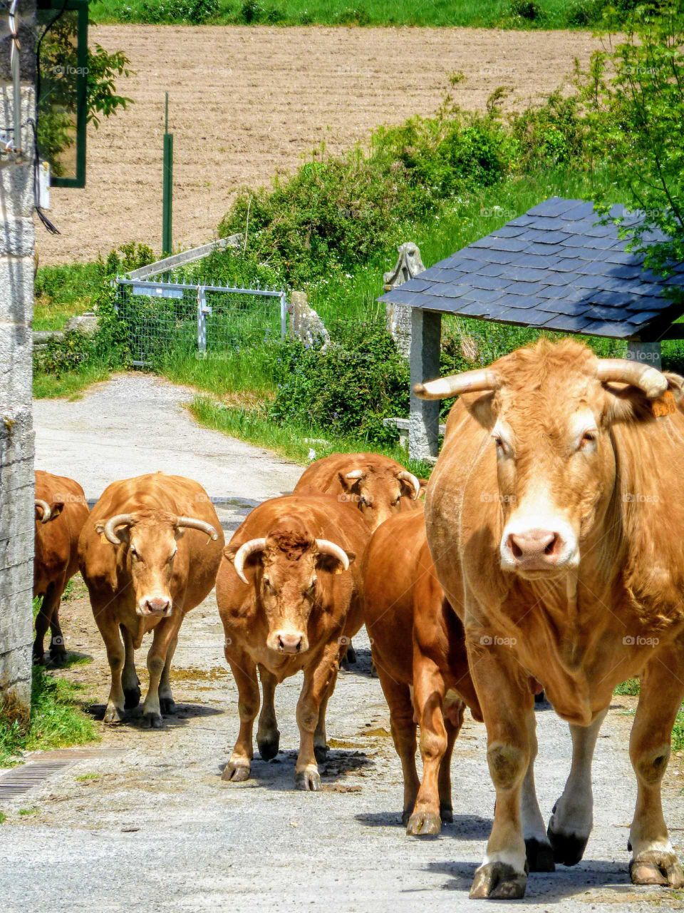 Herd of cows going up to the field