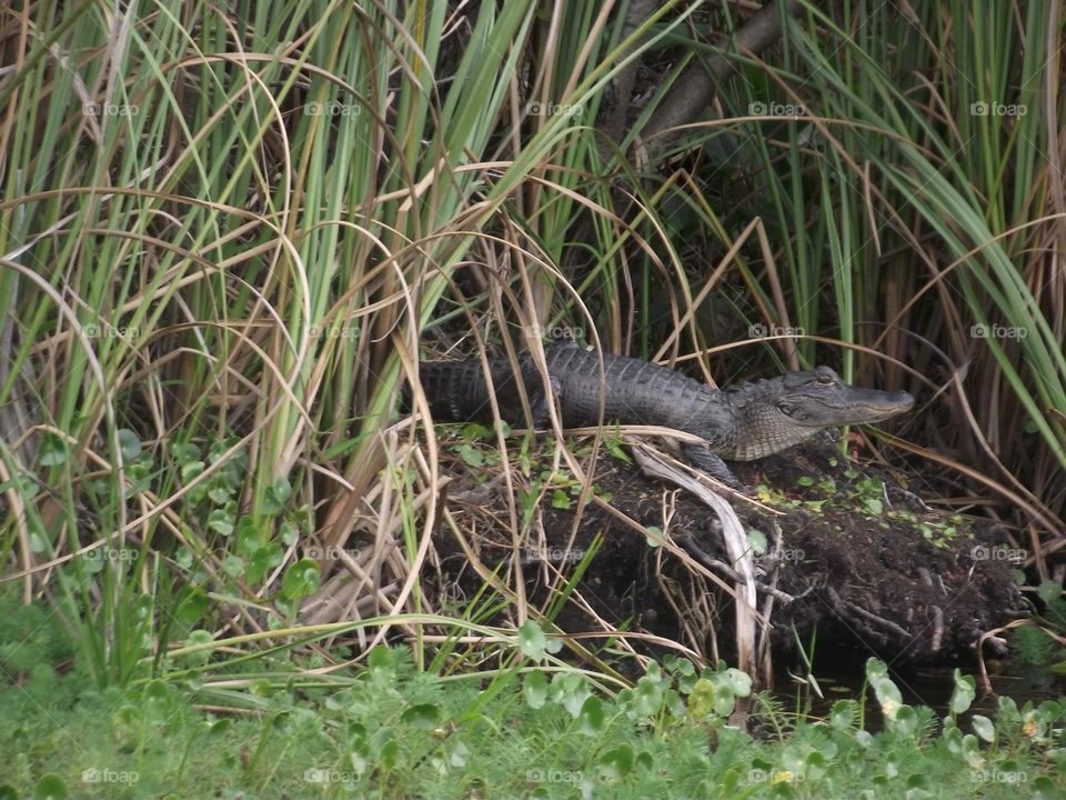 Alligator in the Swamp