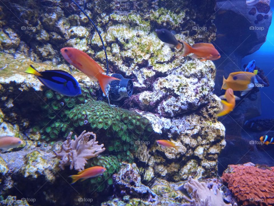 Крокус-Сити Океанариум в Красногорске