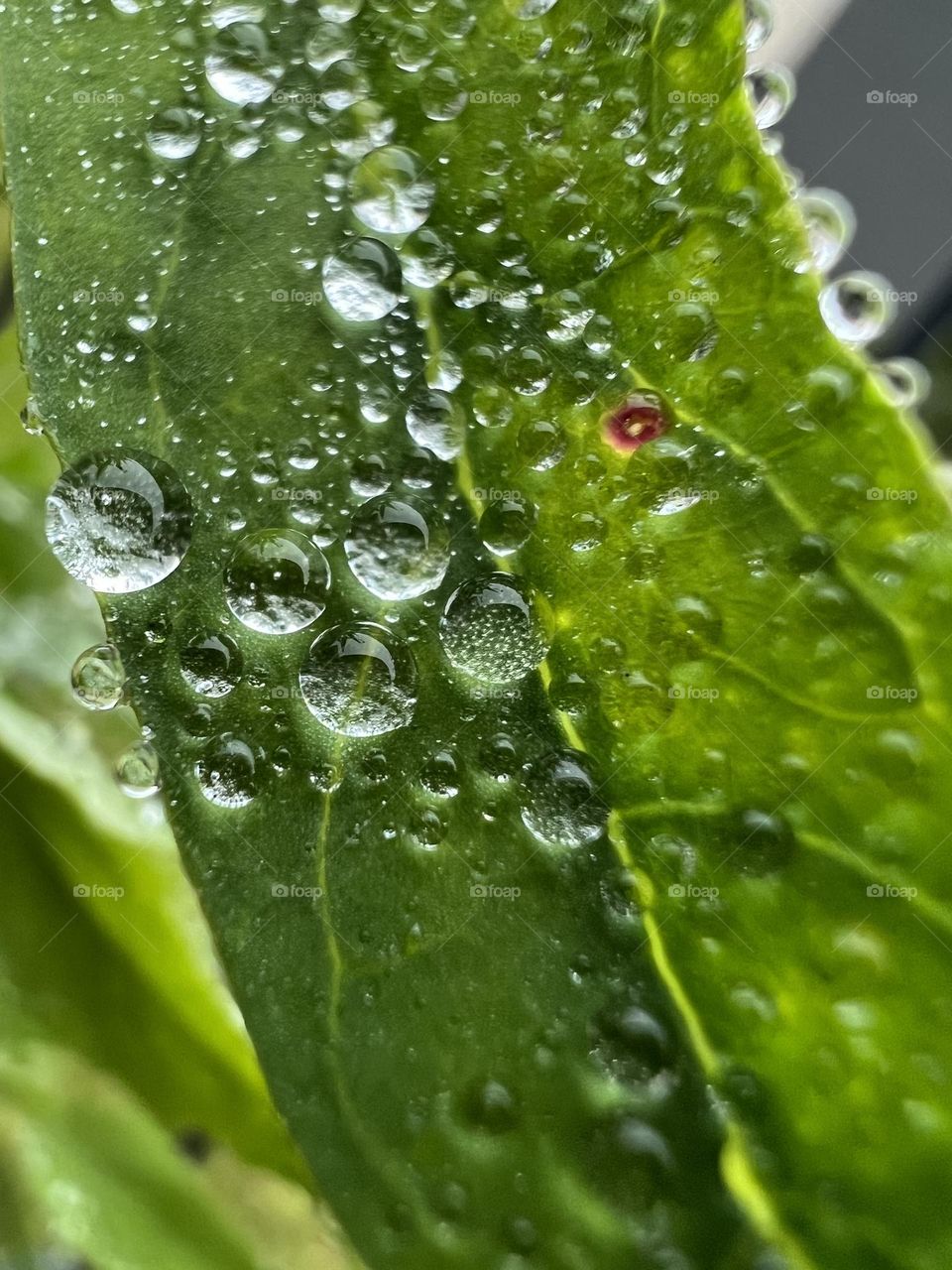 Droplets on a leaf