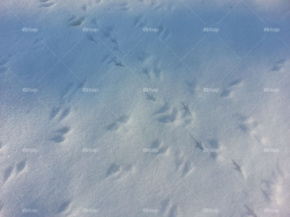 many Bird tracks in snow. Many bird tracks in snow