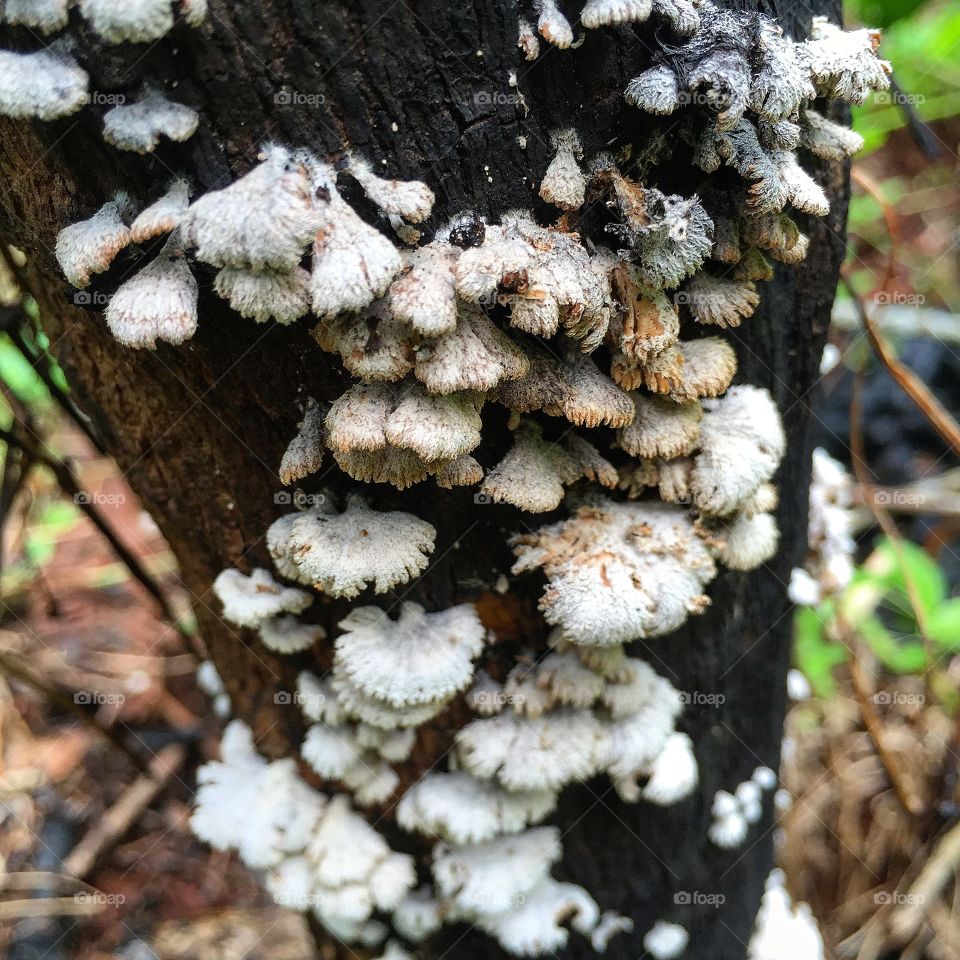White mushroom on decaying wood