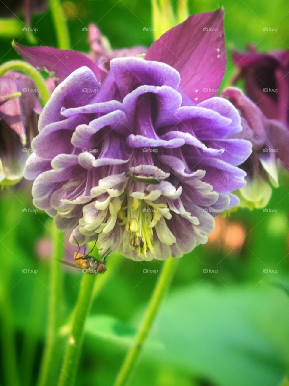 Purple Aquilegia vulgaris flower with insect
