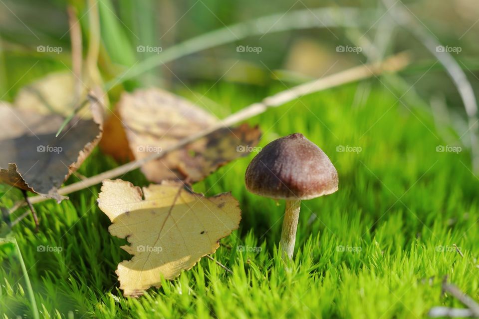 Small mushroom and autumn leaves