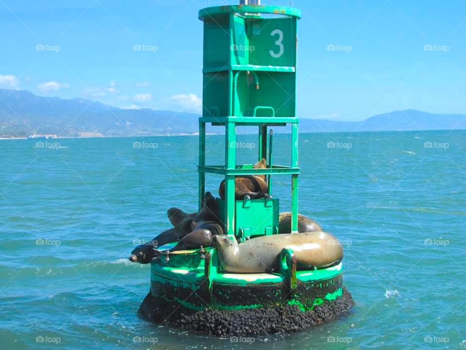 fur seal take tan