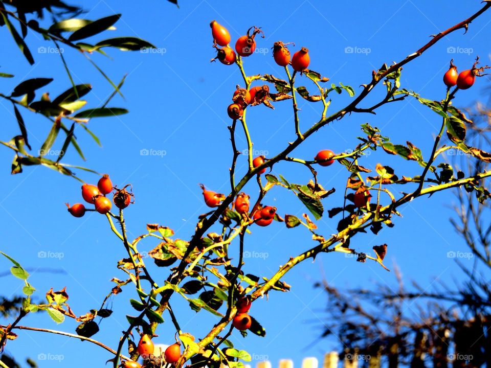 berries on sky