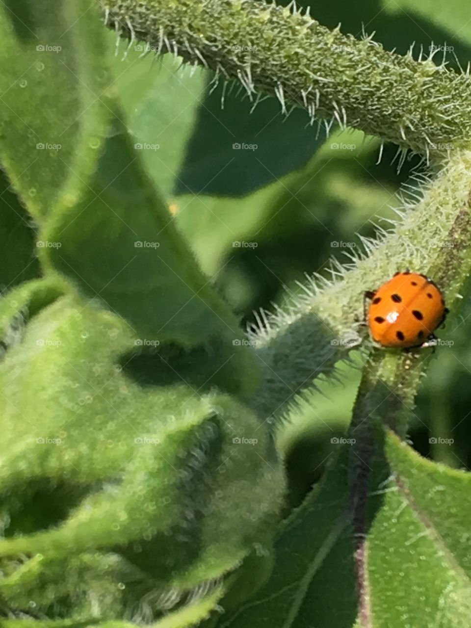 Ladybug on a stem.