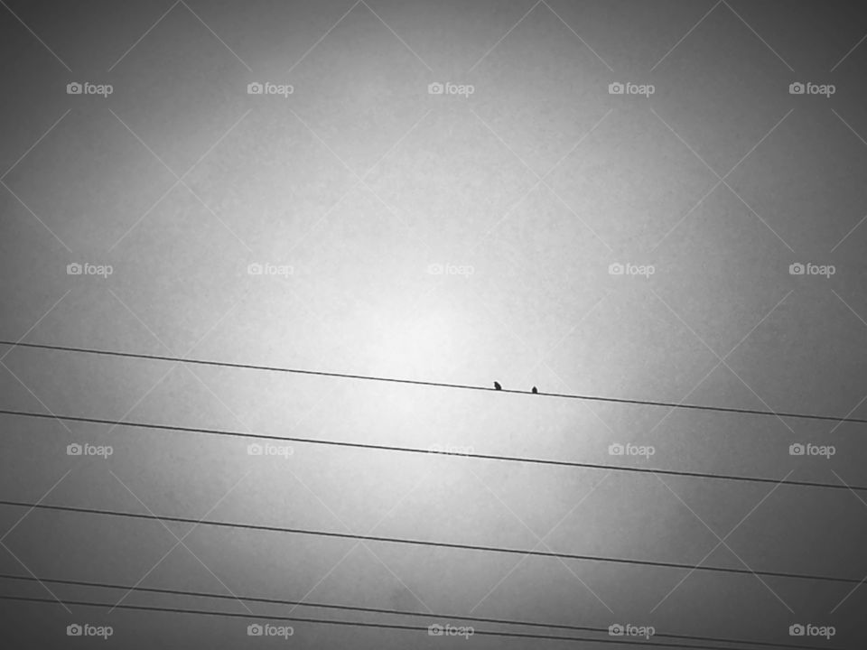 Birds on a Wire