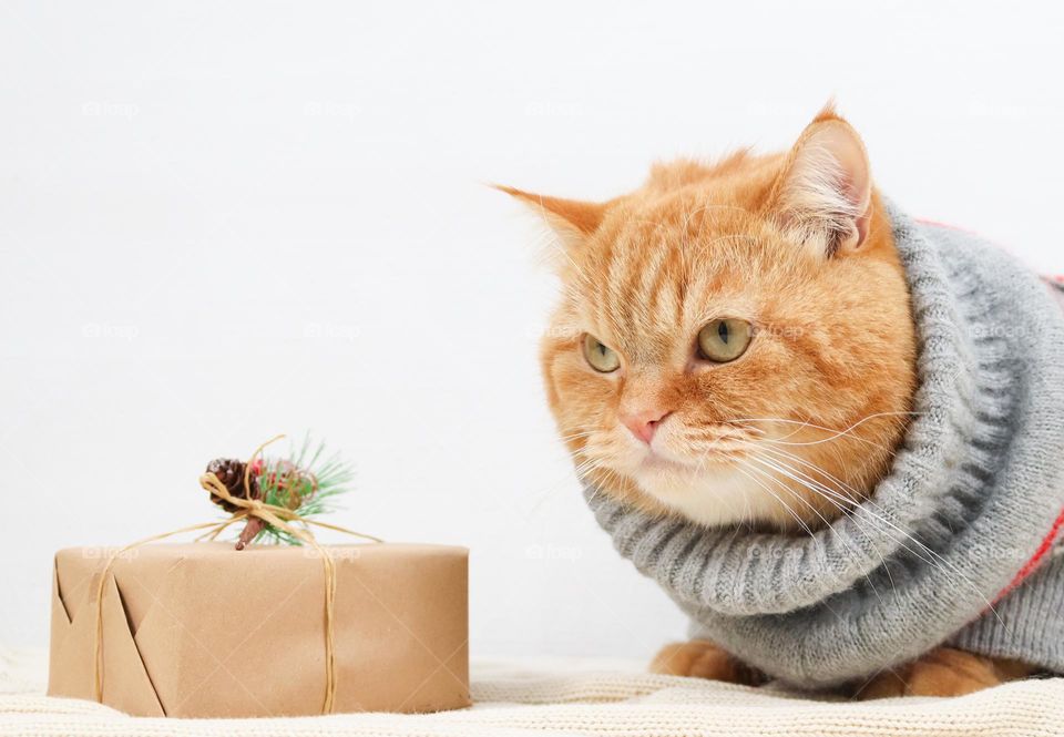 A red pedigreed cat in a Christmas gray sweater sits on a beige knitted bedspread with a displeased look to the side next to one box of coats a gift for him, top close-up view. The concept of a disgruntled cat, a lost gift, a cat in a sweater, purebr