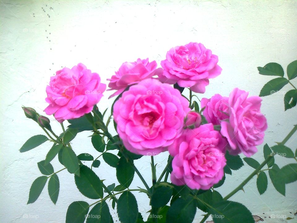 Rose flowers in my home