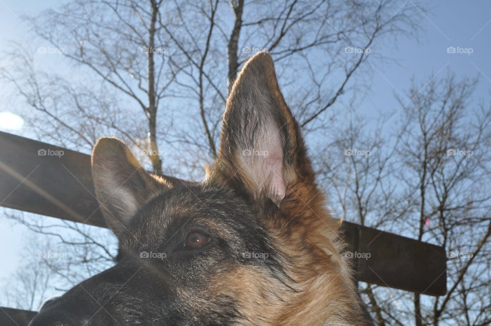 German Shepherd