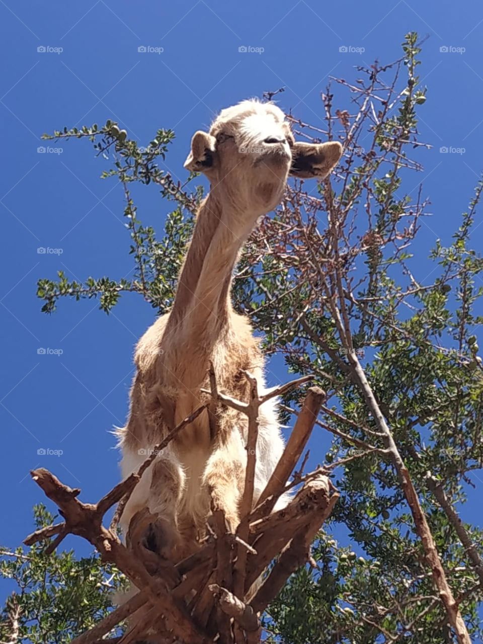 Beautiful goat on argania spinosa at essaouira City in Morocco.