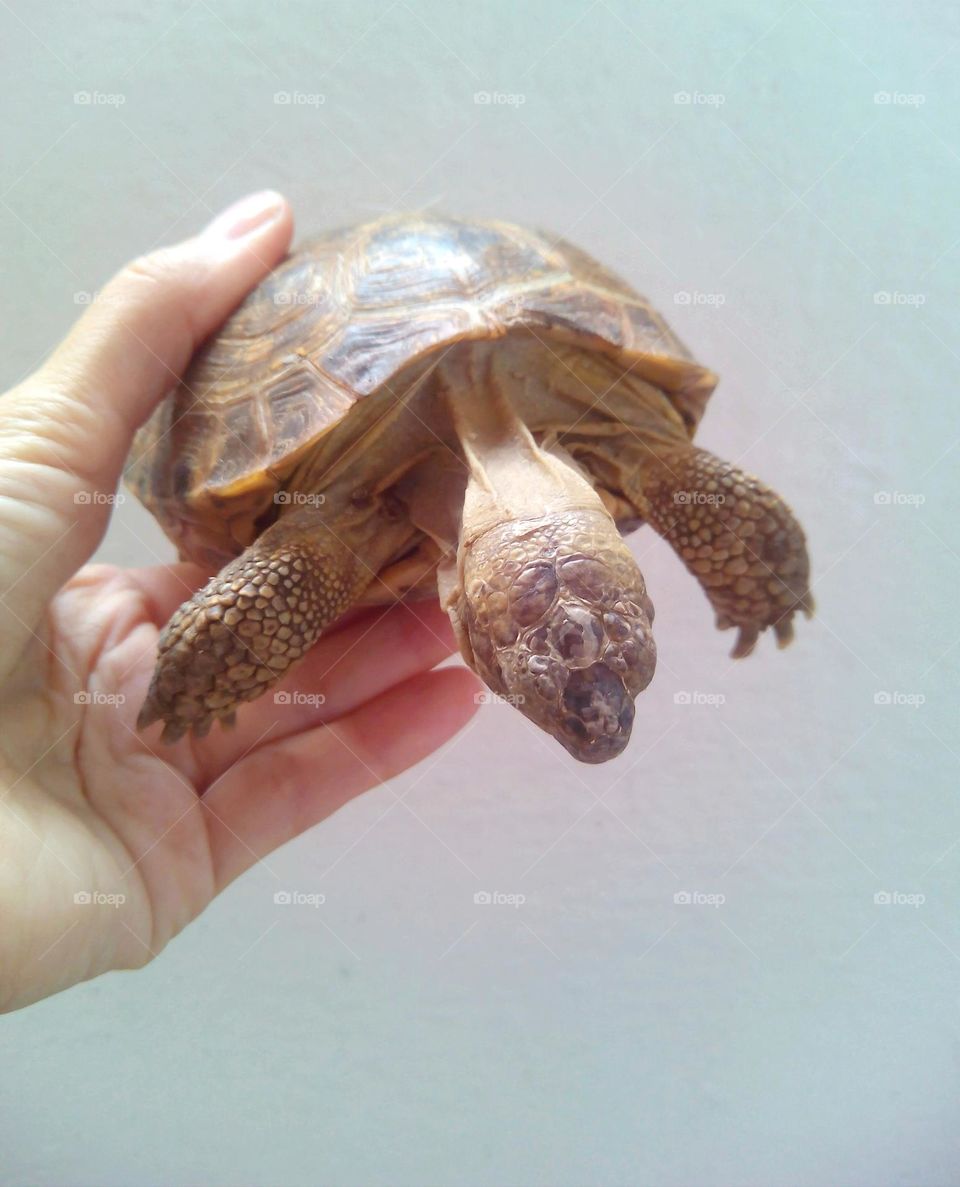 turtle 🐢 pet in the hand