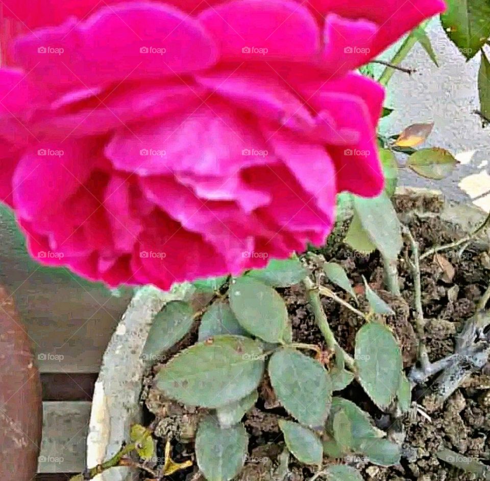 most beautiful and attractive flowers.