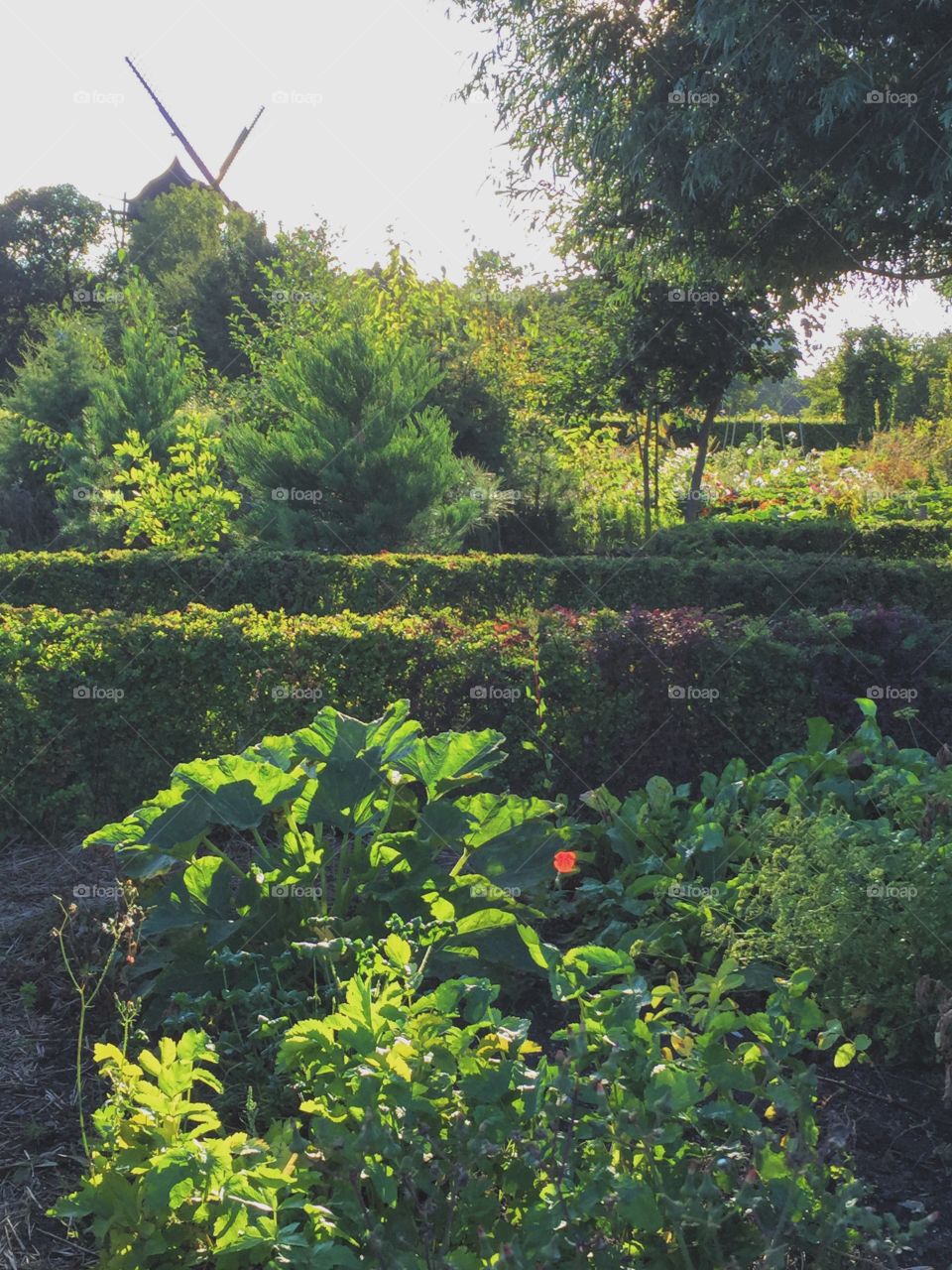 In a city garden with a windmill and growing food