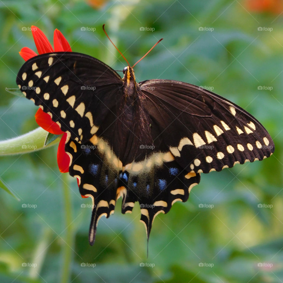 Marco photography: It's all about getting down and getting dirty. There is nothing more satisfying than to make a object such as an insect, rock, or flower into a Macro photograph!