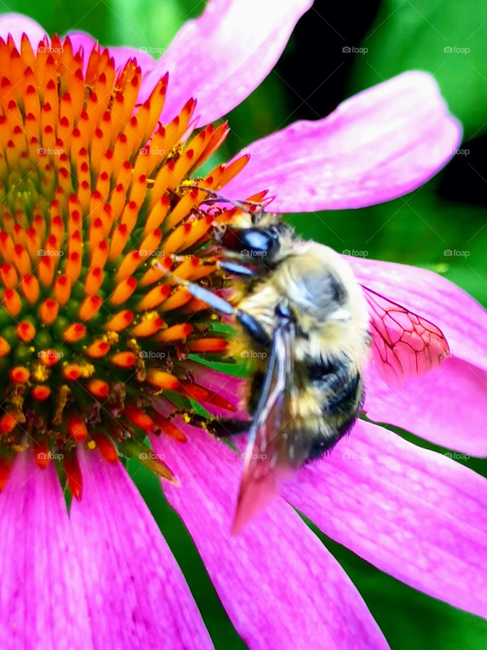 "The Art of Pollination" - Macro photo closeup of a fuzzy bumblebee drawing nectar from a pink coneflower, or echinacea flower. ~ @scorpiol13 (iphone8+)