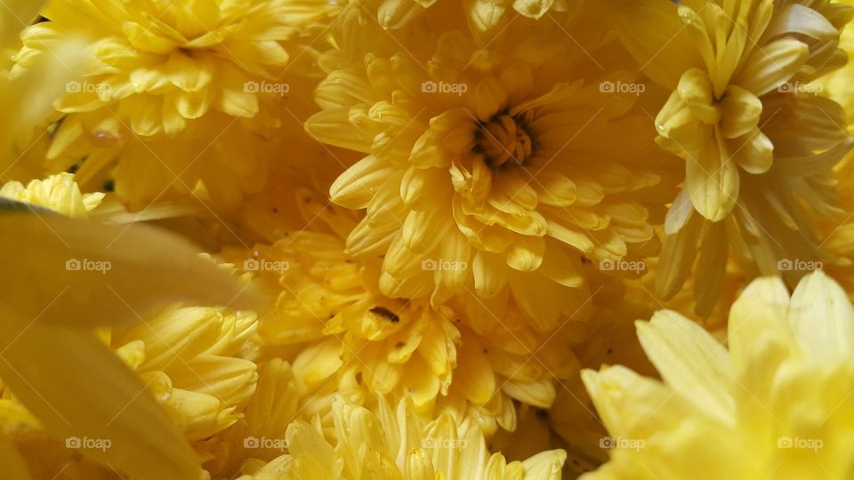 Yellow  chrysanthemum