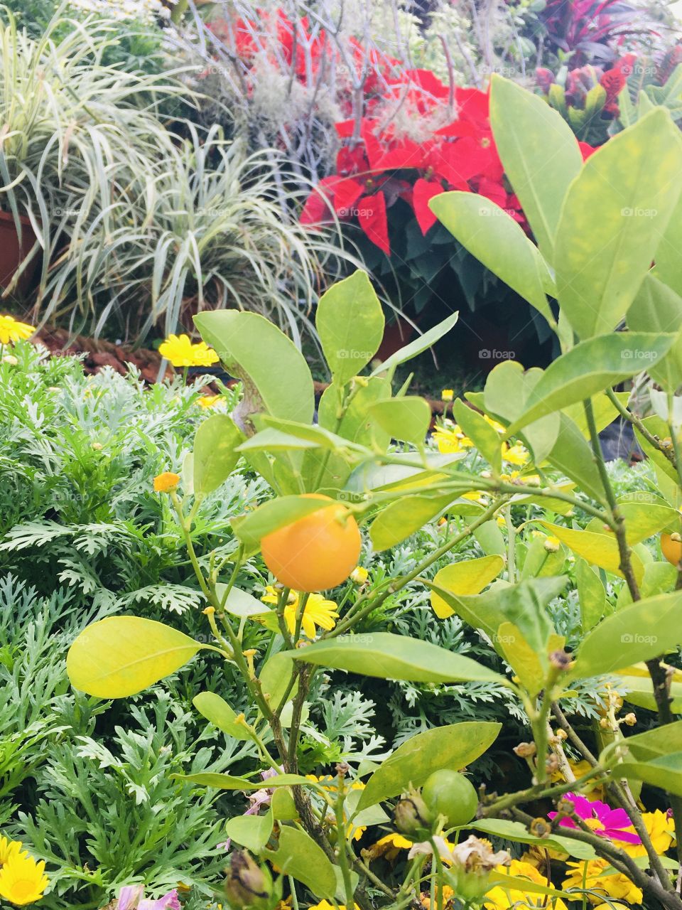 This photo was taken during the display of flower species located in Shilin District, Taiwan 