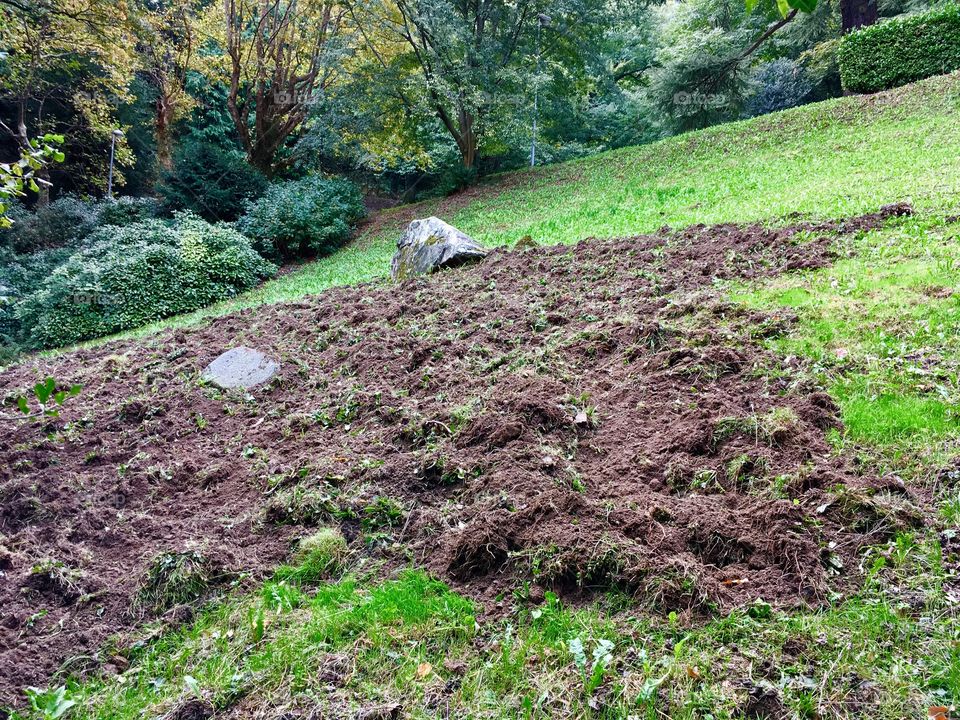 soil damage caused by the spread of the wild boar. Sus Scrofa.