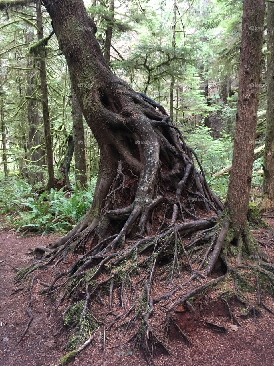 Roots in forest