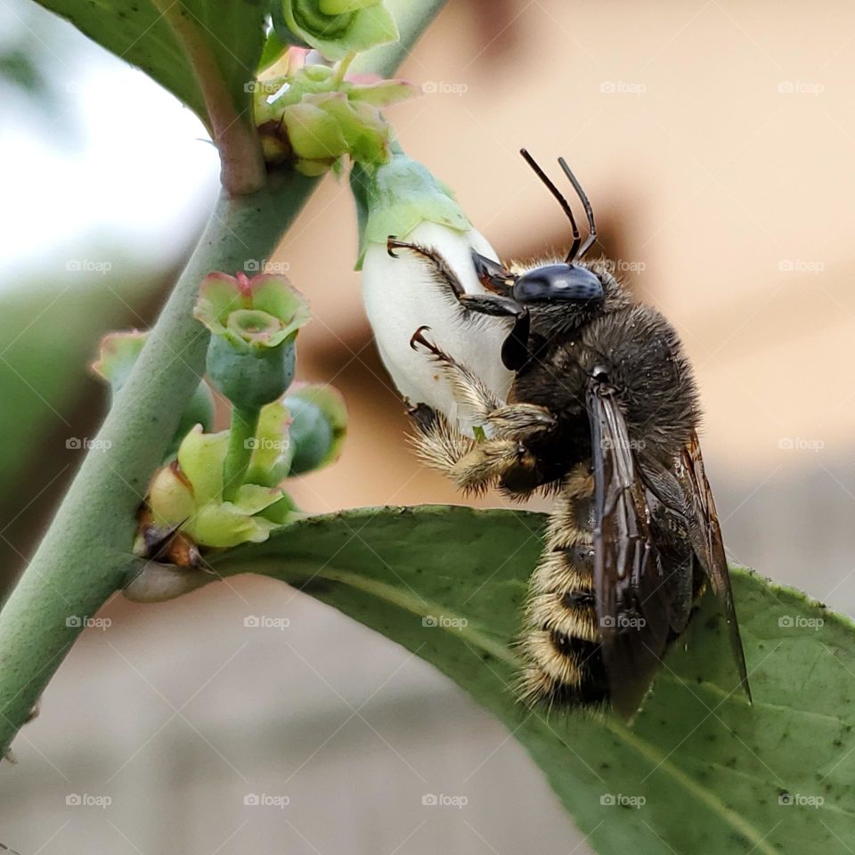 A bee pollinating a flower