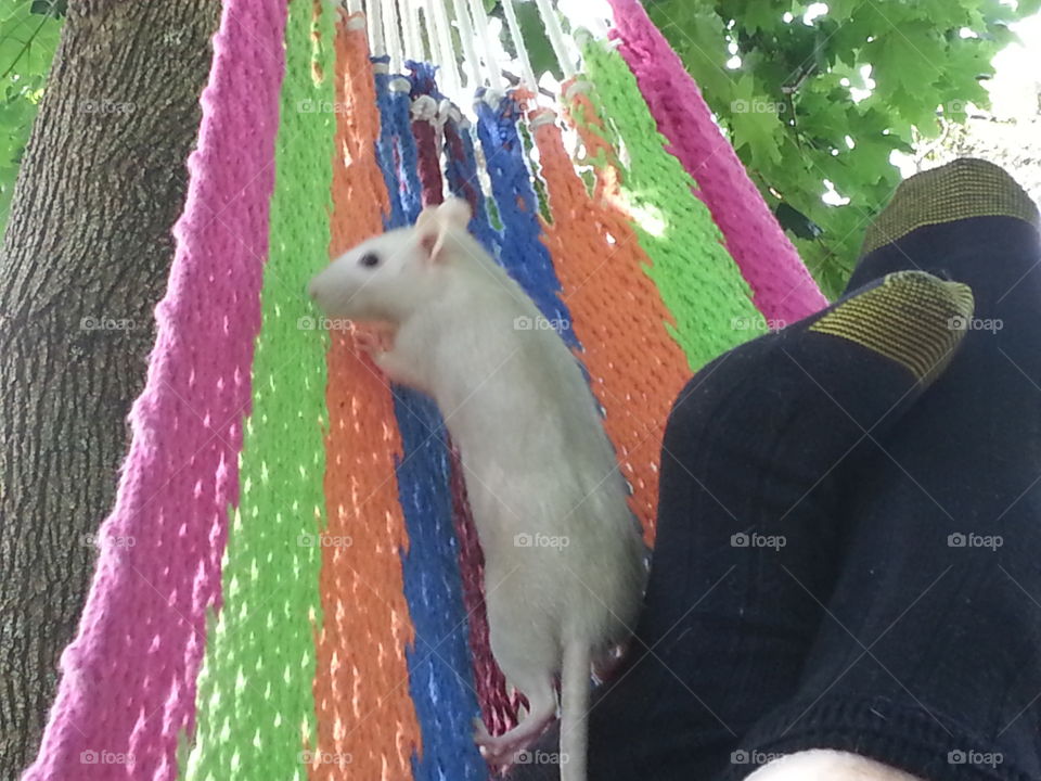 Rat on hammock